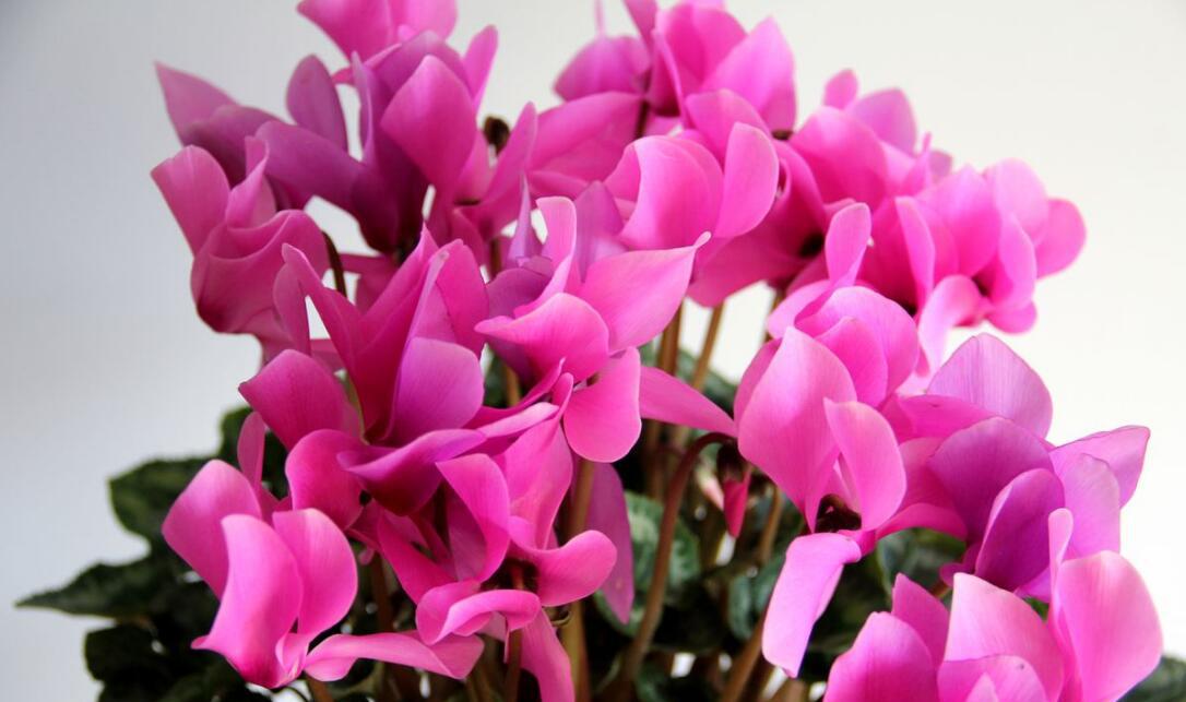 它被称为"兔耳花",在寒冬盛开,花团锦簇,喜气洋洋