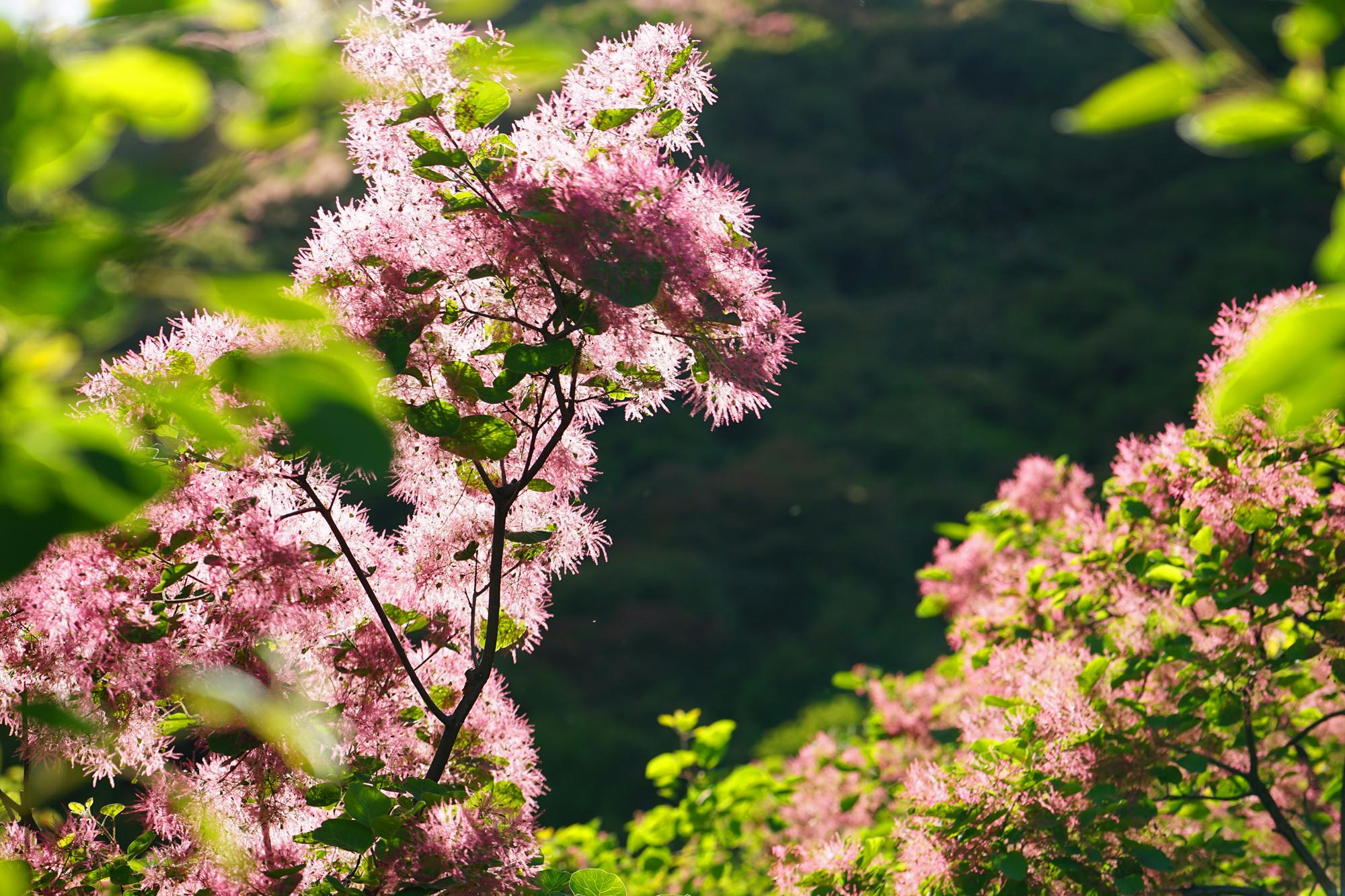 追着春天的尾巴,周末到坡峰岭赏黄栌花
