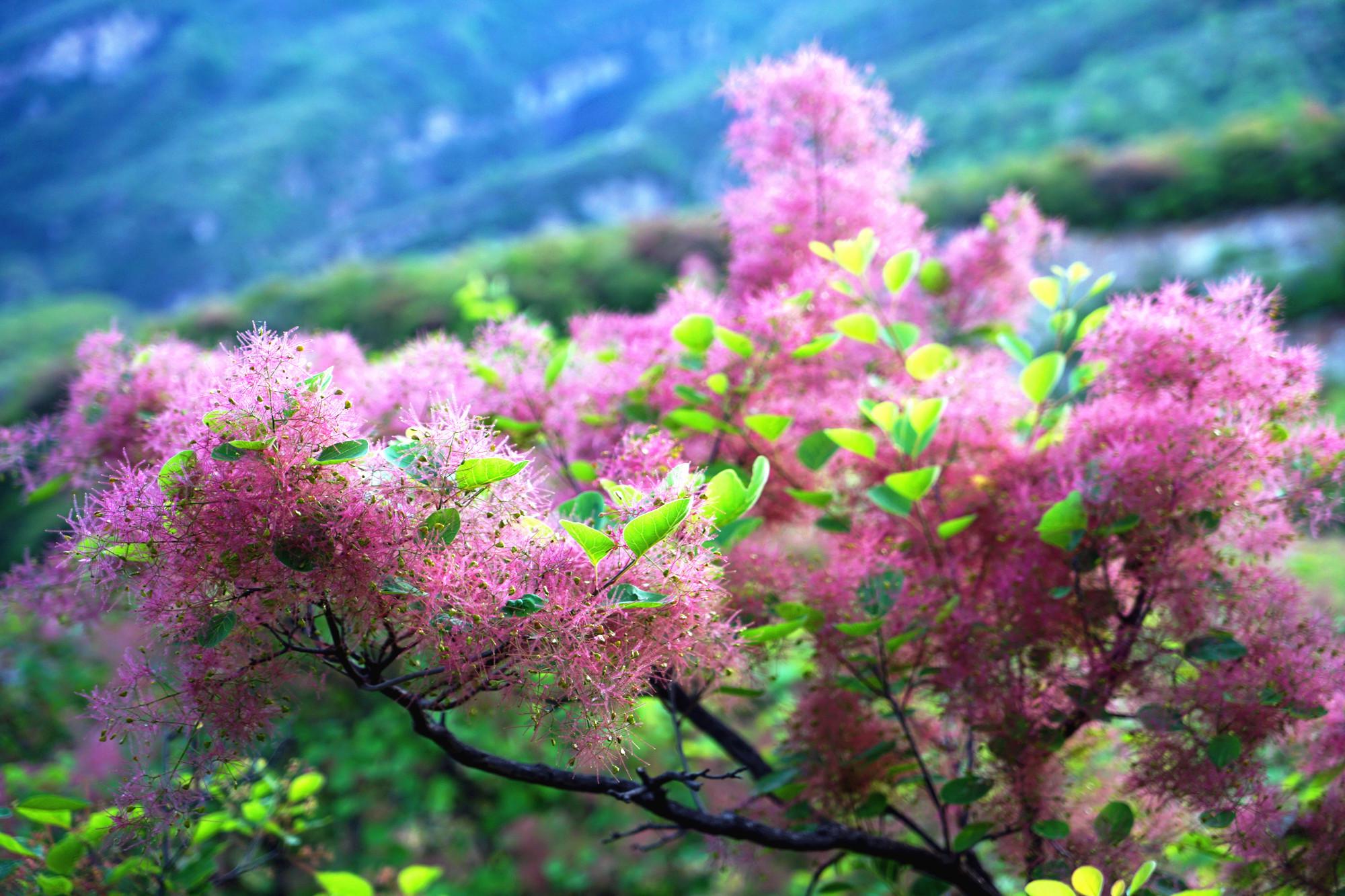 追着春天的尾巴,周末到坡峰岭赏黄栌花