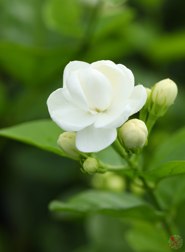 喝了这么多年茉莉花茶,终于在广西横县发现它的秘密