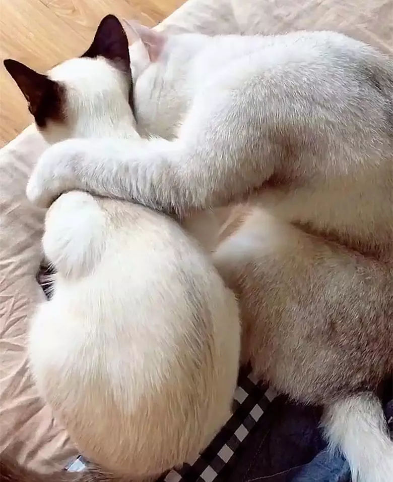 猫咪见到老婆咳嗽几下立即心疼的搂在怀里询问你还好吧