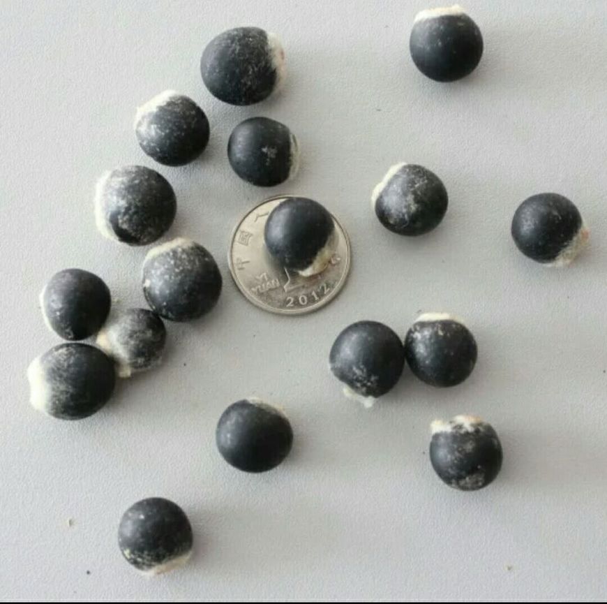 该树在农村人称鬼见愁果实树根全是宝是难得治病良药