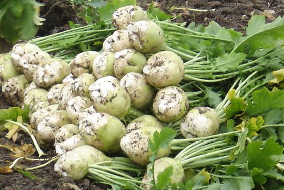 大头菜是什么菜 怎么做好吃又简单