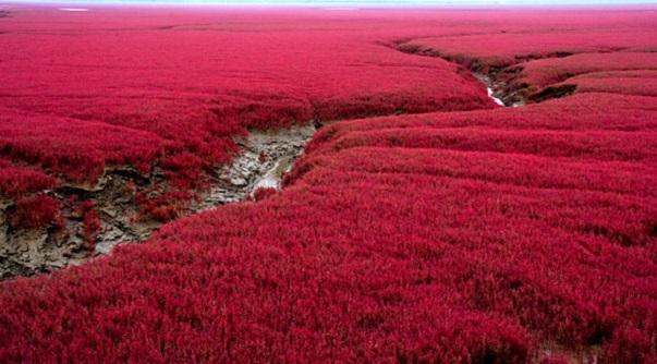 碱蓬为藜科,碱蓬属,一年生草本植物,别名:海鲜菜,盐蓬,碱蒿子,盐蒿子