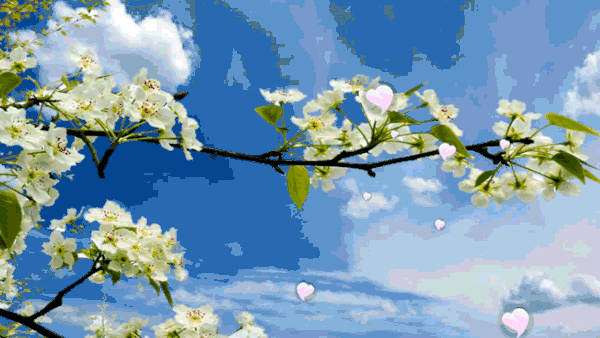 600_338gif 动态图 动图