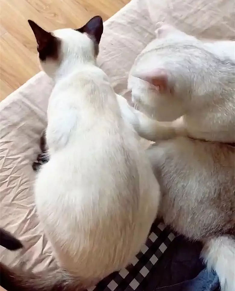 猫咪见到老婆咳嗽几下立即心疼的搂在怀里询问你还好吧