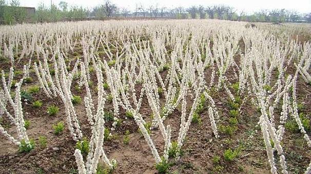 被称为补钙之星的农村特色野果——钙果的栽培技术__财经头条
