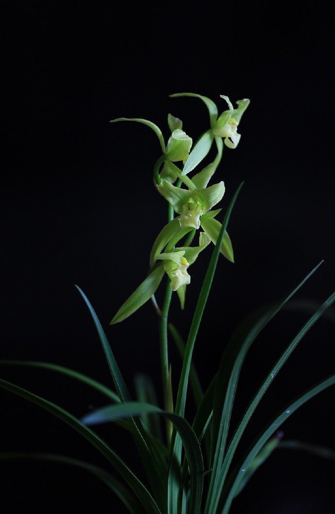 遐迩似烟霞,清贞自此花|幽兰|红妆|佛堂_新浪新闻