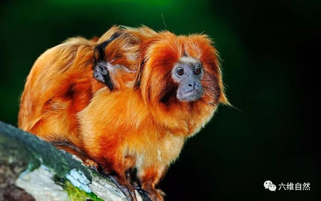 山中无老虎,猴子敢称王,这带着雄狮鬃毛的猴子,敢不敢称大王?|金狮面|