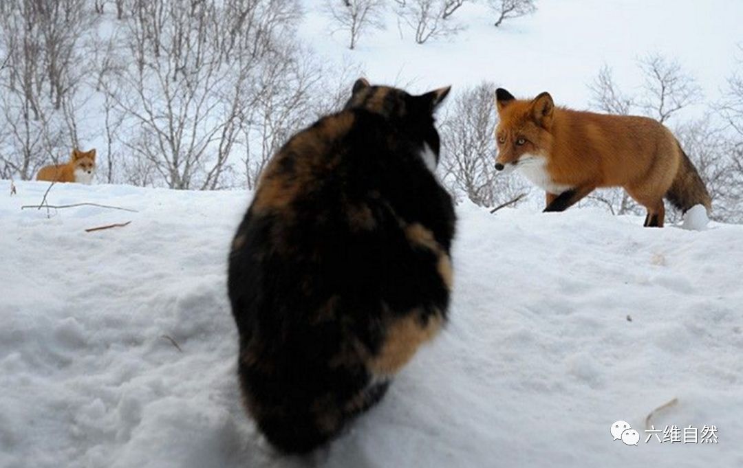 家猫凶猛去追捕野生狐狸谁知却是家猫遇到更大危险