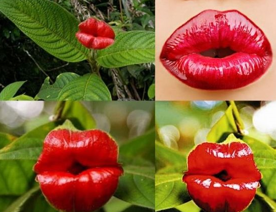 这些有趣的植物你见过么 像鸟的花 会走路的树 太好玩