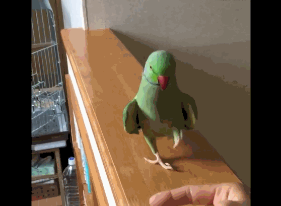 小鹦鹉踩主人一脚后吓得连连后退,主人一脸无辜
