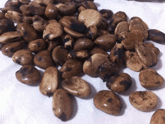 先收集山竹的种子,山竹的种子很方便收集,平时山竹吃完之后,剩下的核