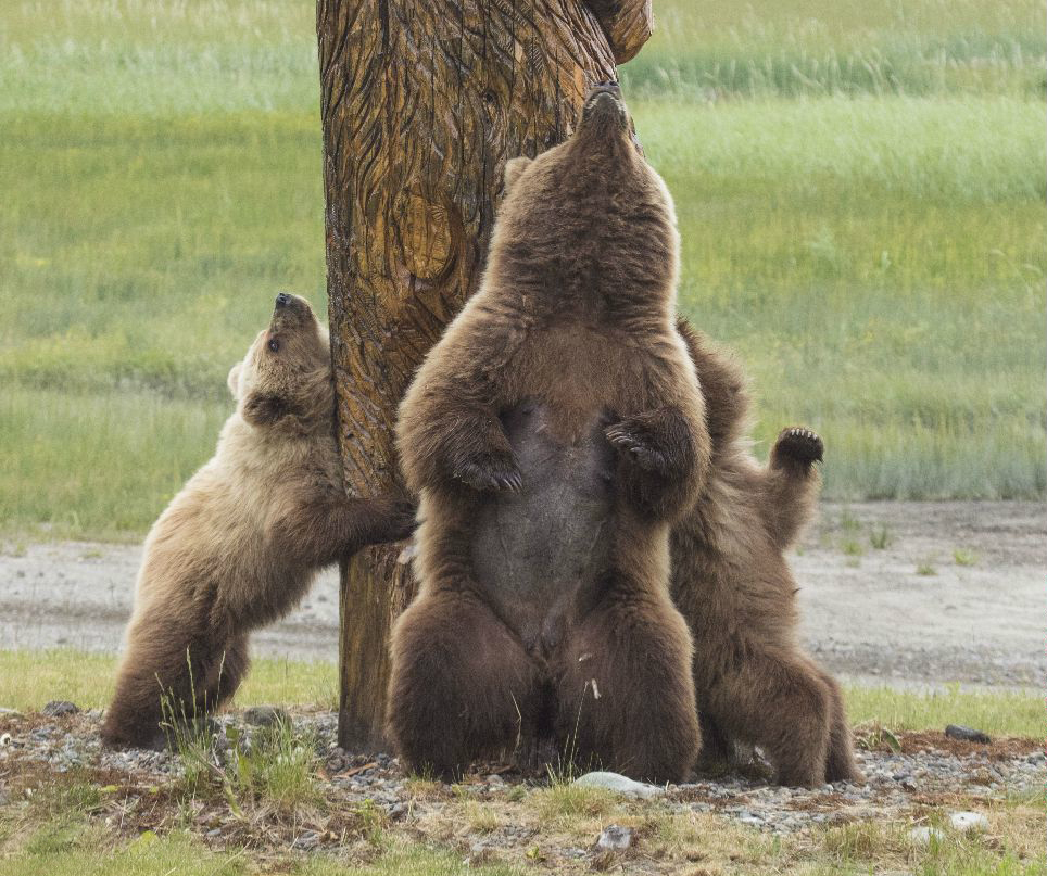 这个雕塑的存在为灰熊们带来了极大的"福音",终于有了一个挠痒痒的好