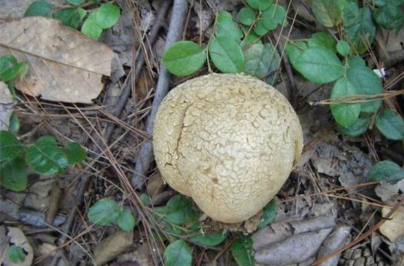在山里有一种美味长的很像白馒头,农村人都叫它为牛屎菇,马蹄包或马屁