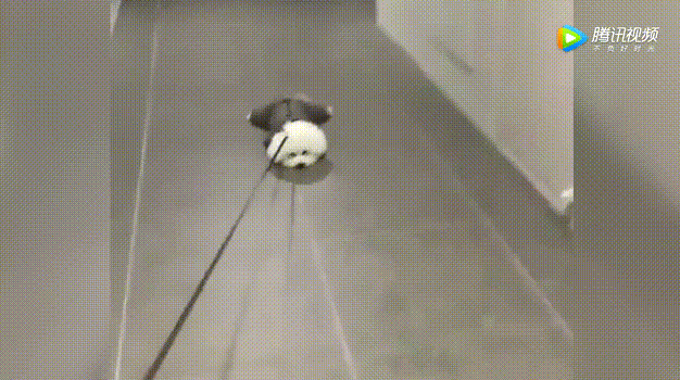 养只小型犬就不一样了,不想走没关系,直接拖下去就行出去遛狗的话