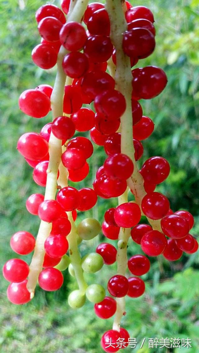 土家山里野果秤砣子城里人视它为山珍野味