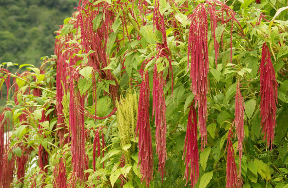 农村一种植物,苋菜中的极品,长长的红穗,你还舍得吃吗?