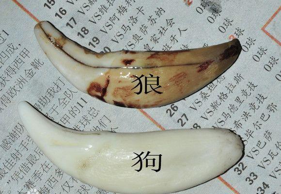 没有买卖就没有伤害,看清犬牙与狼牙区别,放狗狗们一条生路