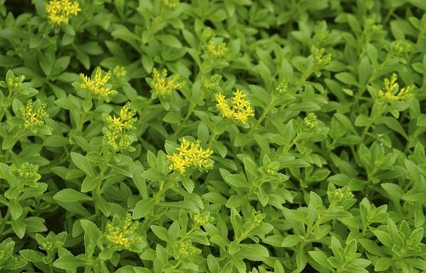 健康养生,降血压血脂,益气强心,清热凉血——高钙菜的栽培技术