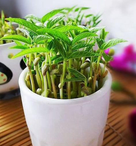 还在花冤枉钱买昂贵的盆栽吗?这些蔬菜丢水里就能长出漂亮的盆栽