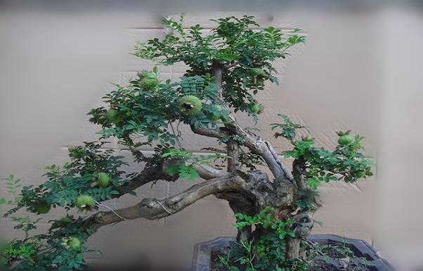 农村特色野果,消食健脾,收敛止泻——刺梨的栽培技术