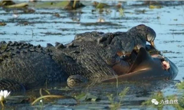 淡水中没有鲨鱼比大白鲨更好斗而且淡水海水都能生存的牛鲨