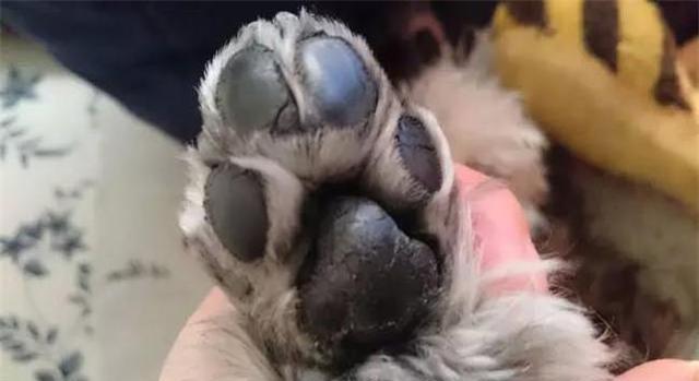 狗狗的肉垫特别敏感,它不让主人摸的时候,主人要注意检查