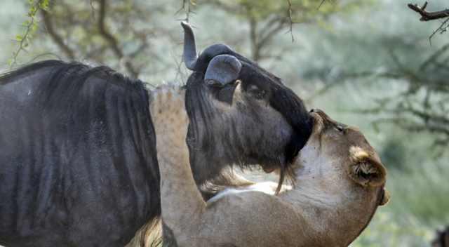 母狮子对猎物角马施展美人计, 不知道公狮子怎么看!