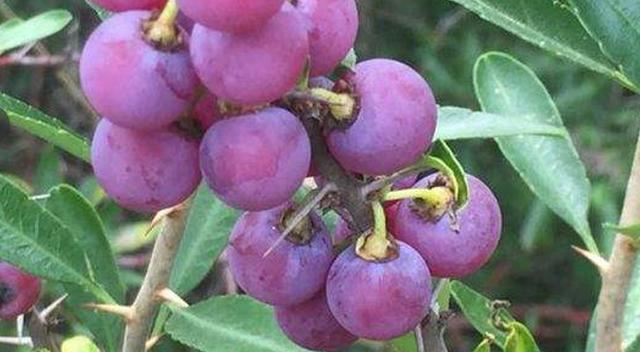 农村山里, 一种长相"似李非李"的果子, 一身是宝, 见到请珍惜