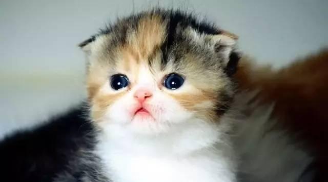 各种傲娇、蠢萌的猫大人用英语怎么说?