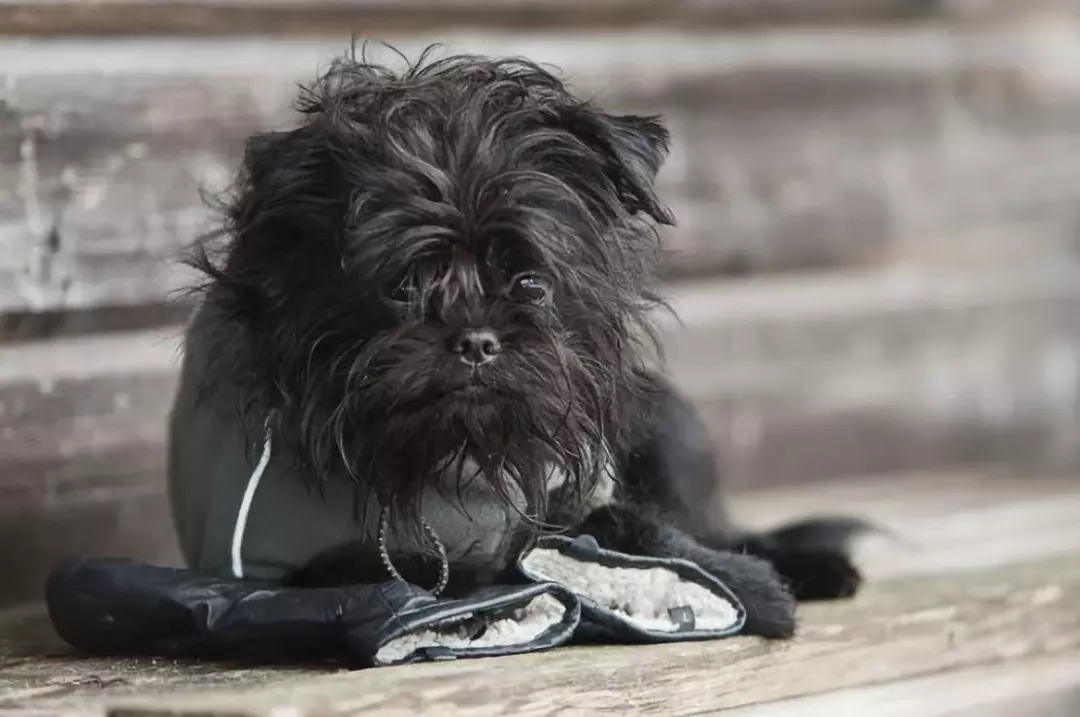 猴脸梗——地球上长得最像孙悟空的狗