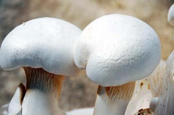 一县一品公益助农,新疆青河特色农产品阿魏菇