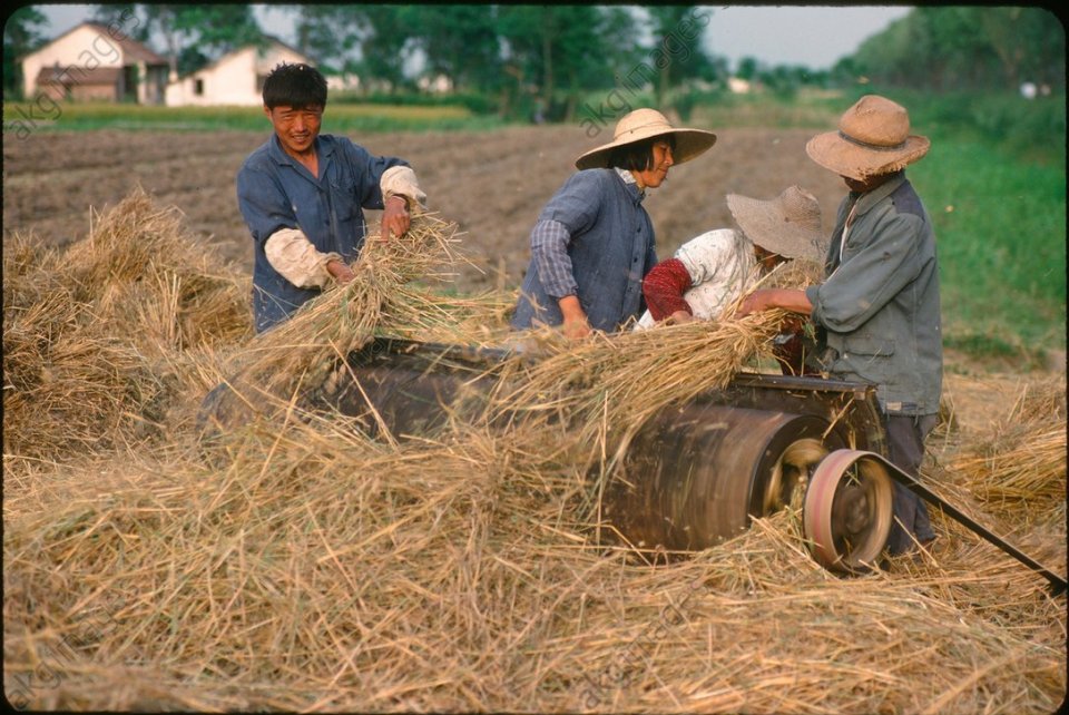 老照片:1982年的中国农村 农民伯伯种田好辛苦