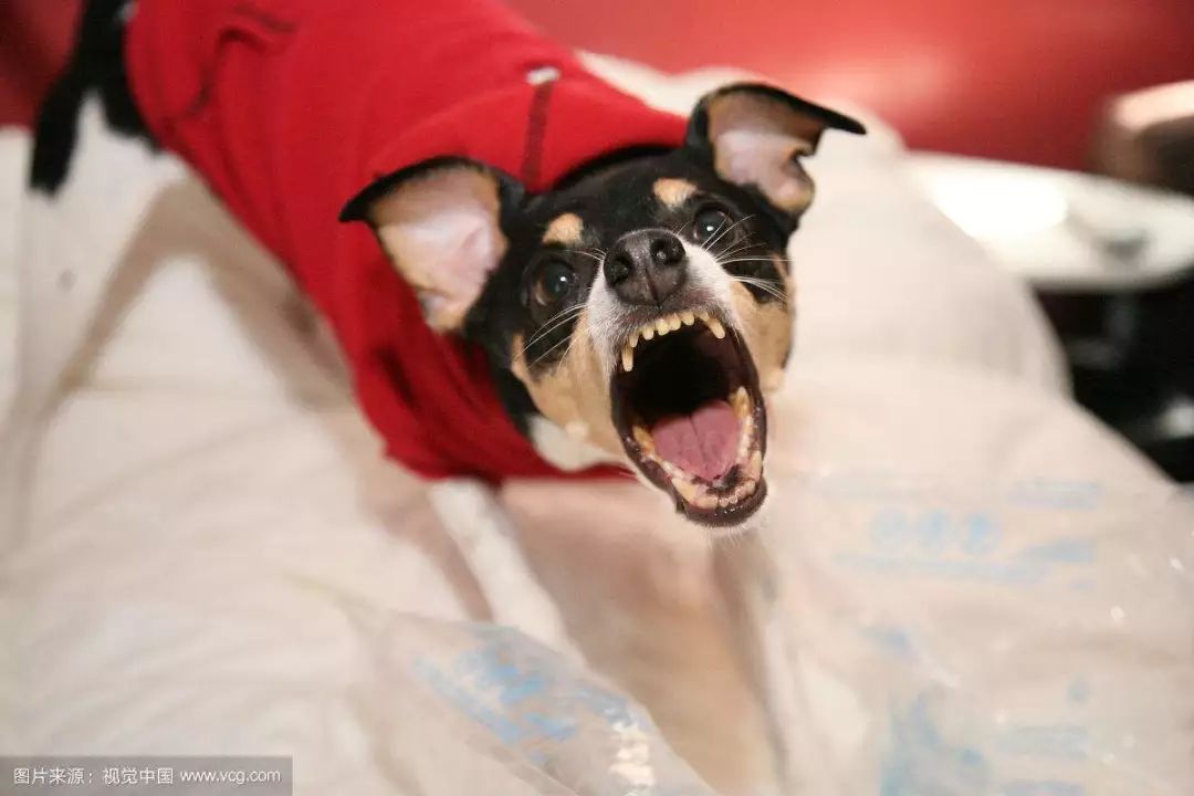 "男子因邻居狗吠夺命三人"与"消防队只救人不救猫狗"的冷思考