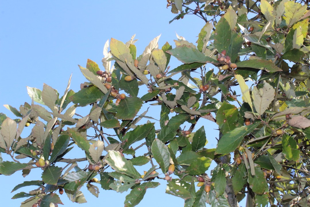 人当粮食吃过,现在是小孩子最喜欢的玩具|粮食|果实|栎树_新浪新闻