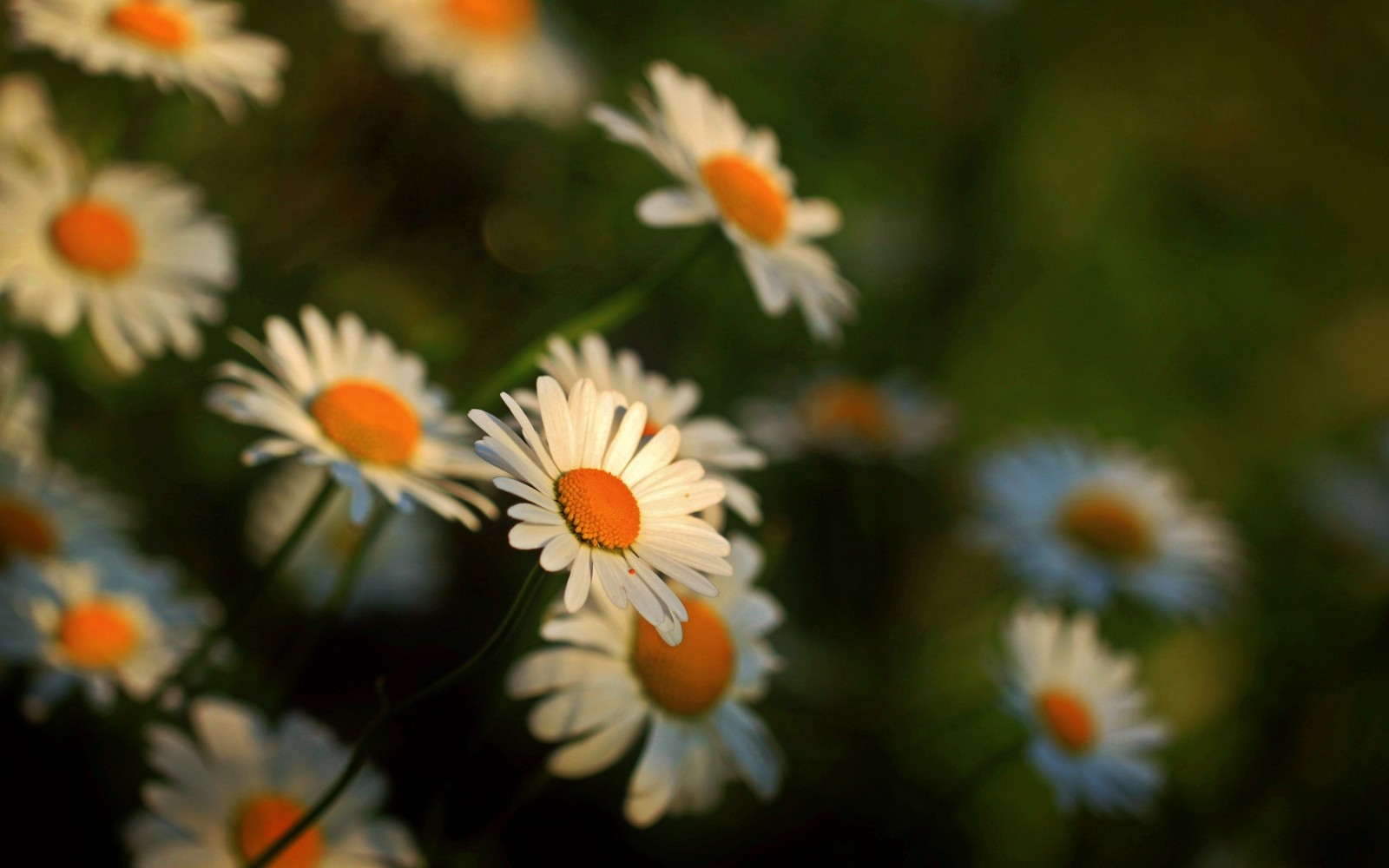 不用如胶似漆,却能心心相印(深度好文)