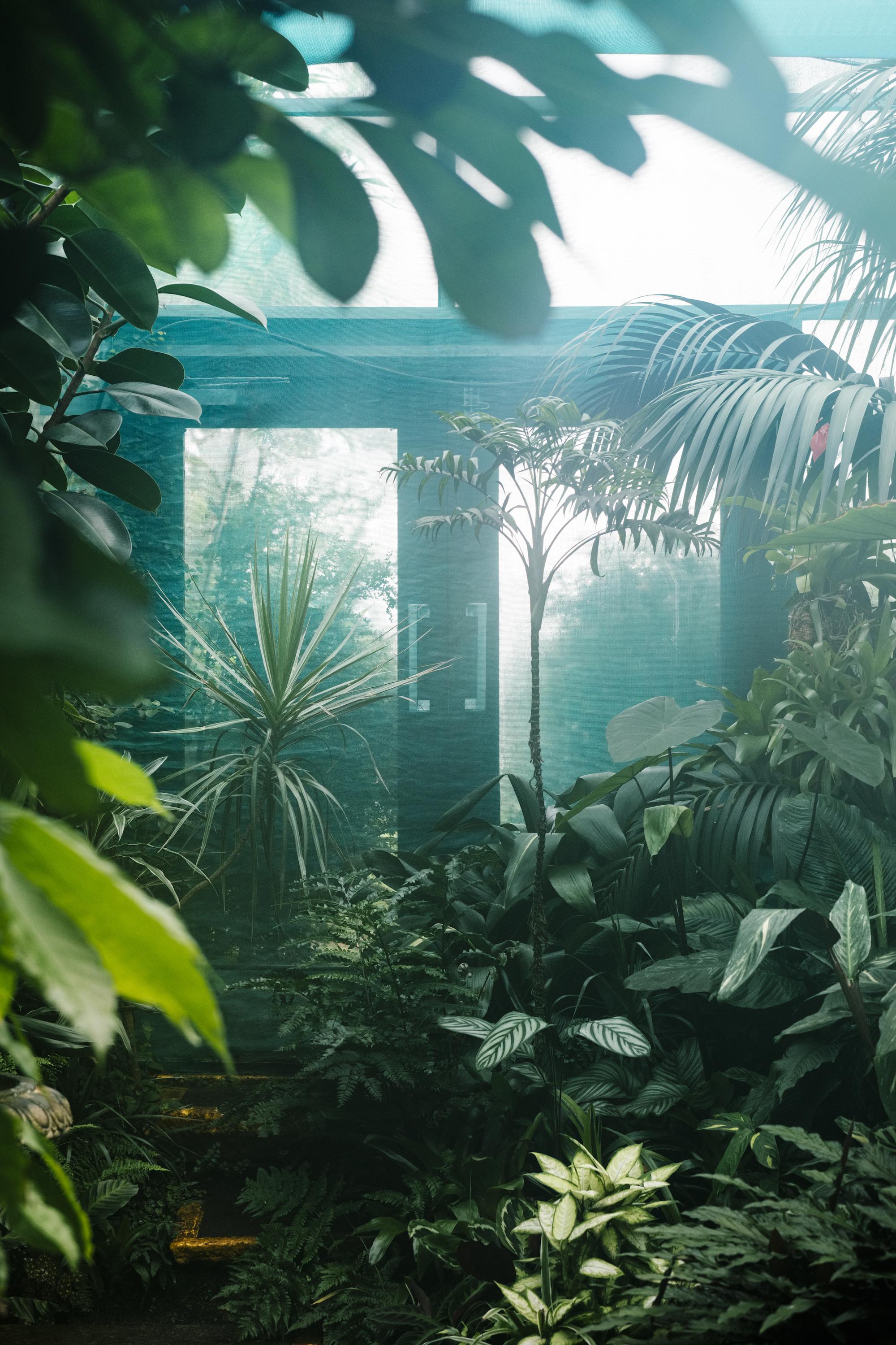 摄影师 samuel zeller 花了两年时间走遍欧洲温室拍摄的温室花朵_新浪