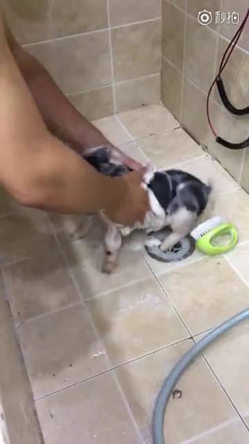 我有你洗澡的视频 搞笑