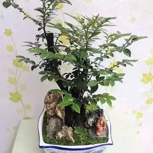 盆景有避邪保平安,消灾解厄的功能,非常适合家养|平安|避邪|小叶紫檀