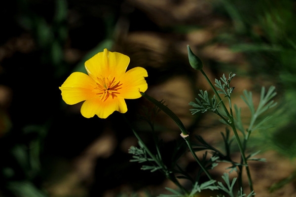 不要拒绝我，园林绿化花带栽植佳品——花菱草的栽培技术|花菱草|花带|幼苗_新浪新闻