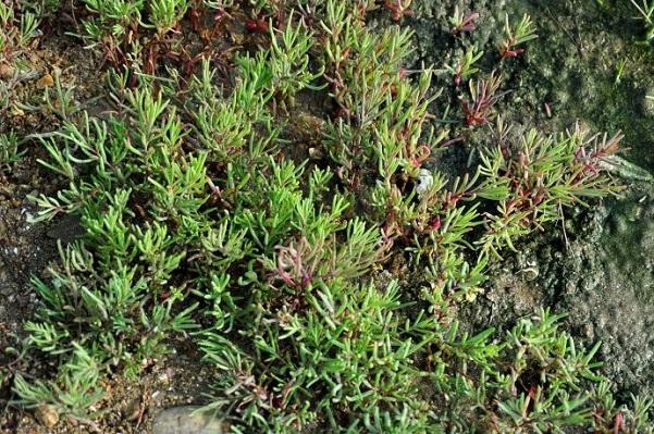 盐碱地里生长的特色野菜清热消积治瘰疠碱蓬的栽培技术