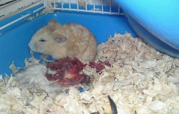 女孩将两只仓鼠放在一起第二天发现少了一只不知道发生了什么