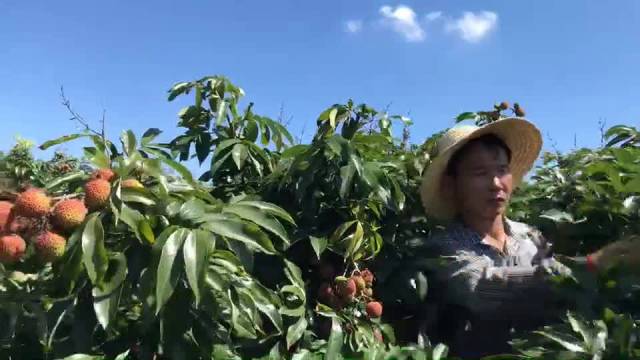 据说很出名的海南登迈 桥头富硒地瓜 一斤几十