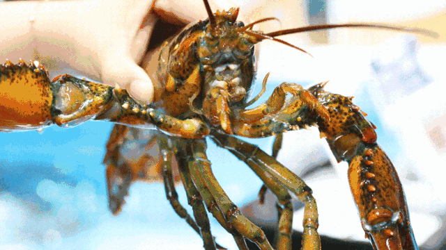 还有任意门传送小黄人?|任意门|小象|海鲜_新浪新闻