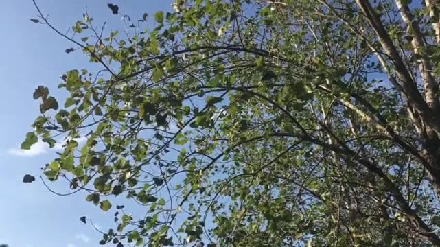 又到风吹树叶沙沙作响的初秋了脚踩在落叶上脆