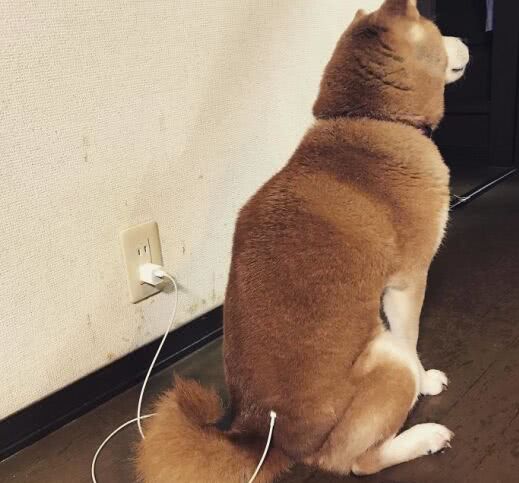 狗狗要开始卖萌了其它的宠物狗统统都靠边站