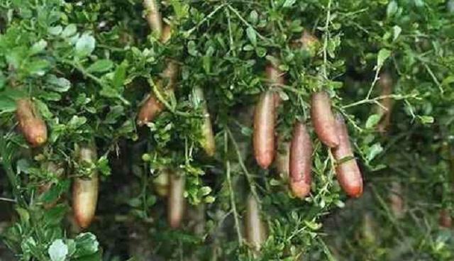 这种生果还有各种色彩的,绿的红的青的紫的,有的像胡萝卜有的像青椒有