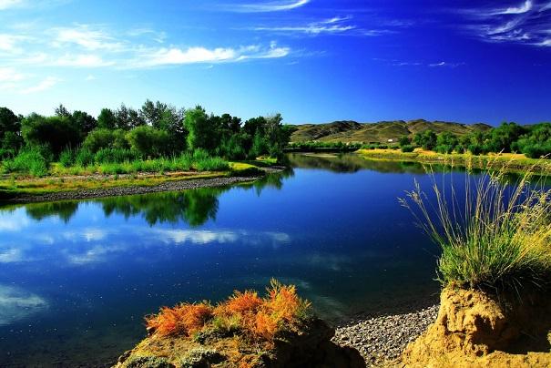 一县一品公益助农,新疆青河特色农产品阿魏菇