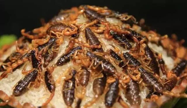 等生蛆它的做法也特别刺激其实就是蛆虫